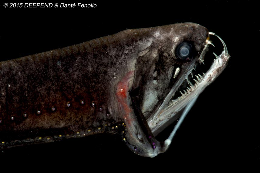 Dragonfish